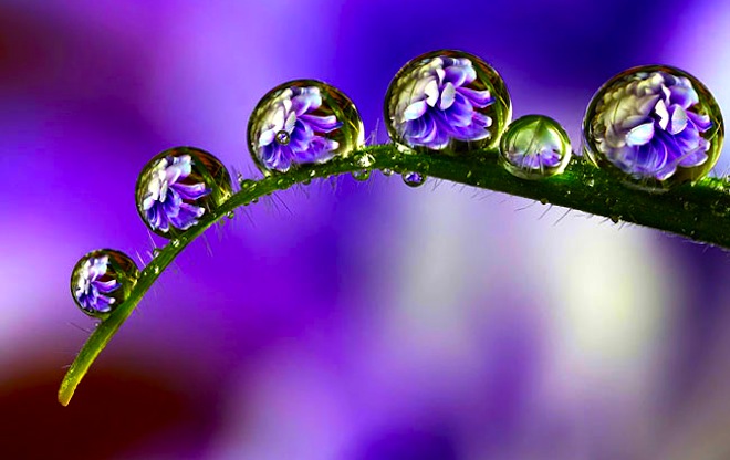dewdrops