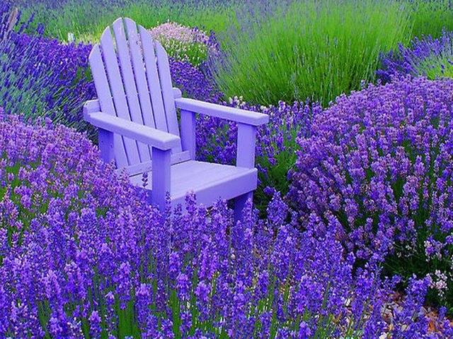 Meditation-in-lavendar